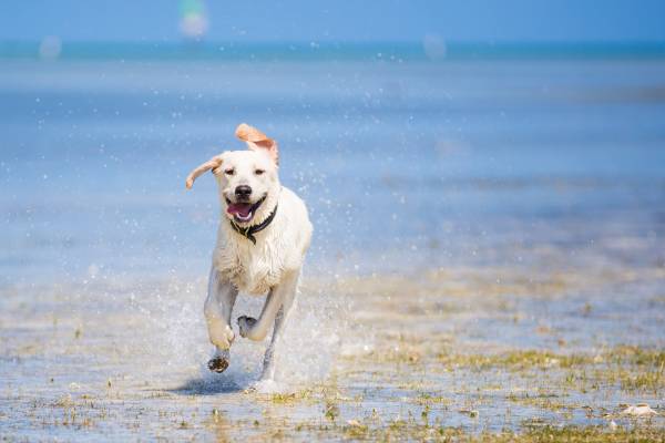 dog running on the beach