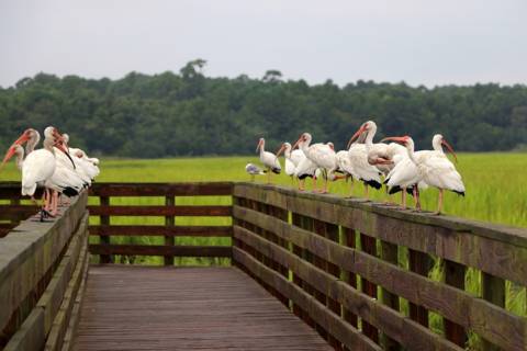birds on dock at huntington beach state park