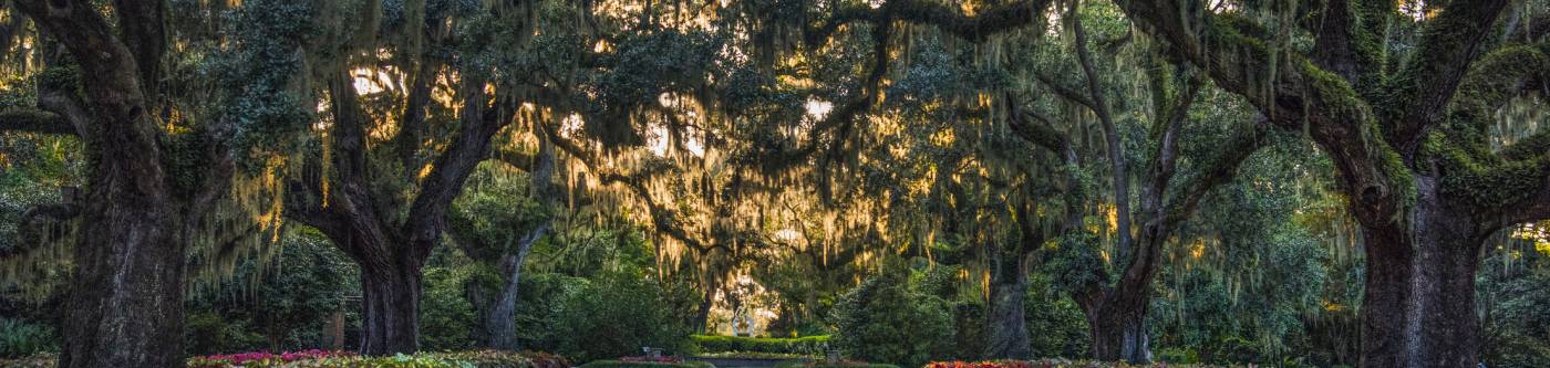 A grove of old oak trees at a garden in SC